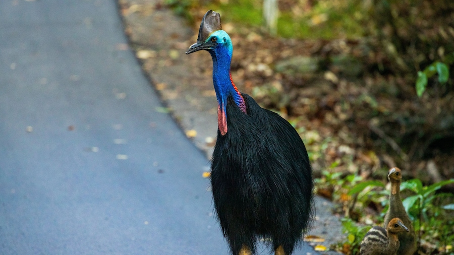 Daintree - Cape Tribulation