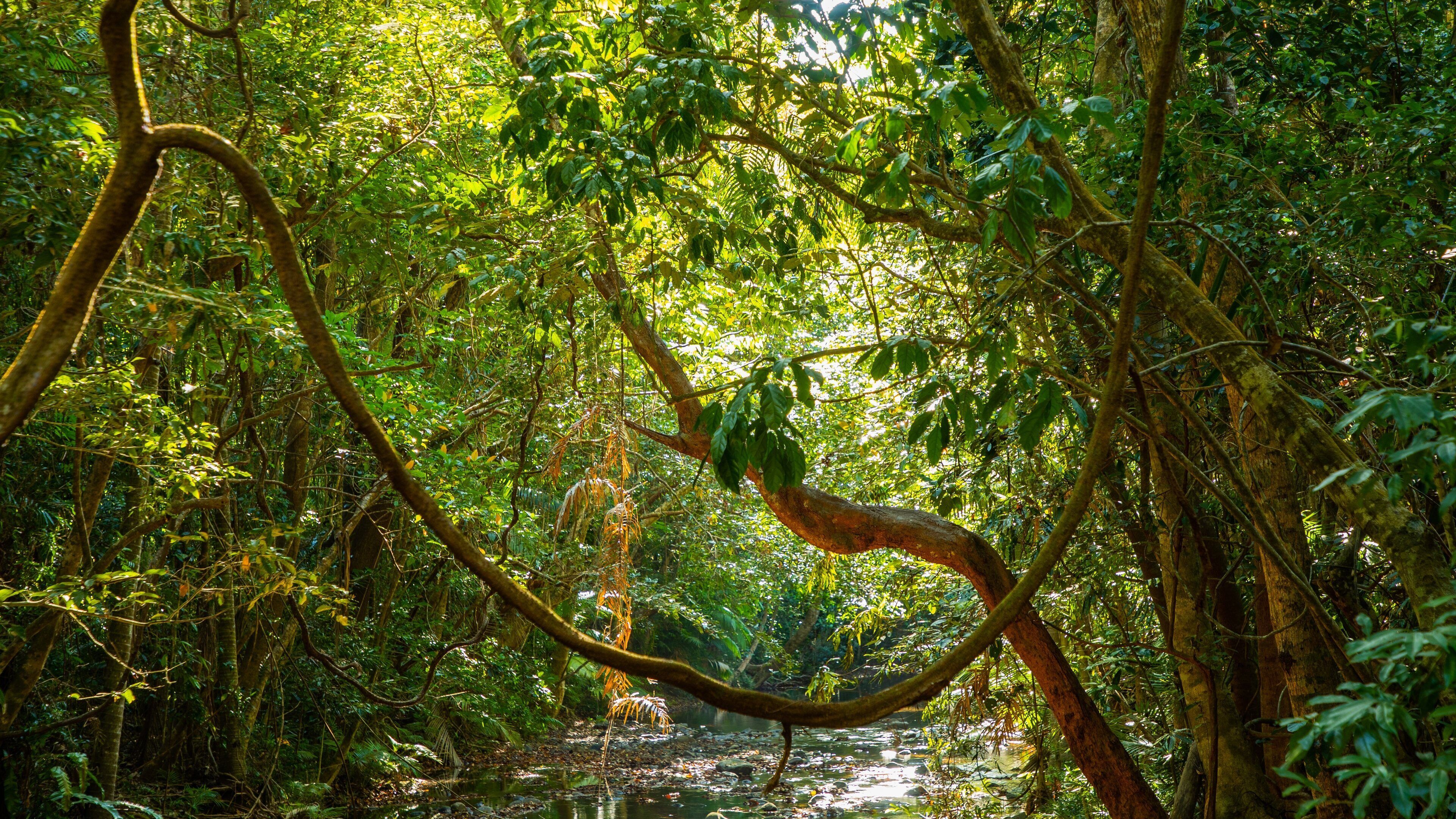 Daintree - Cape Tribulation