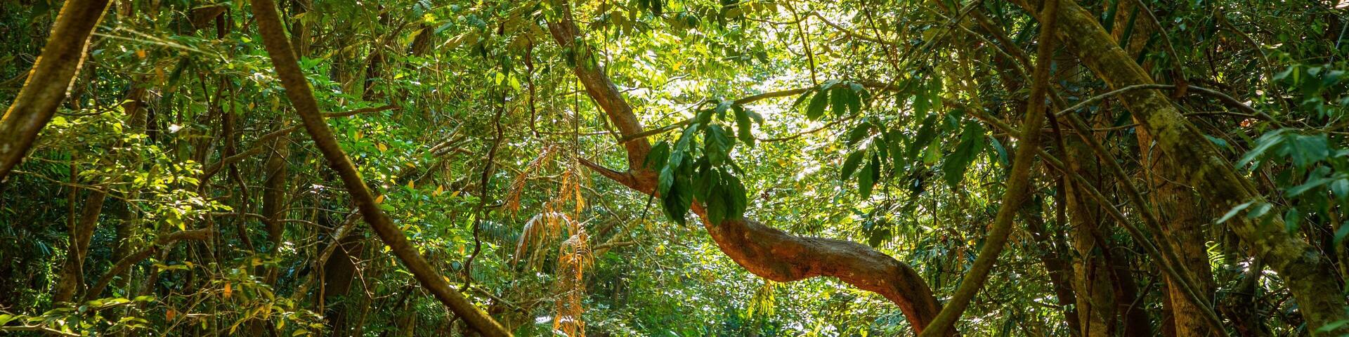 Daintree - Cape Tribulation