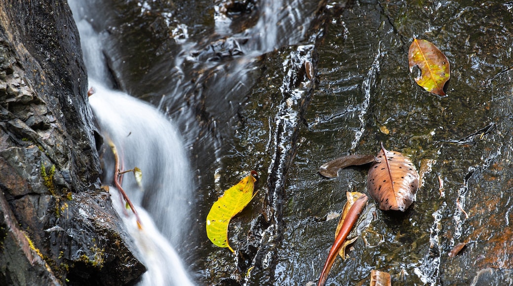 Daintree - Cape Tribulation