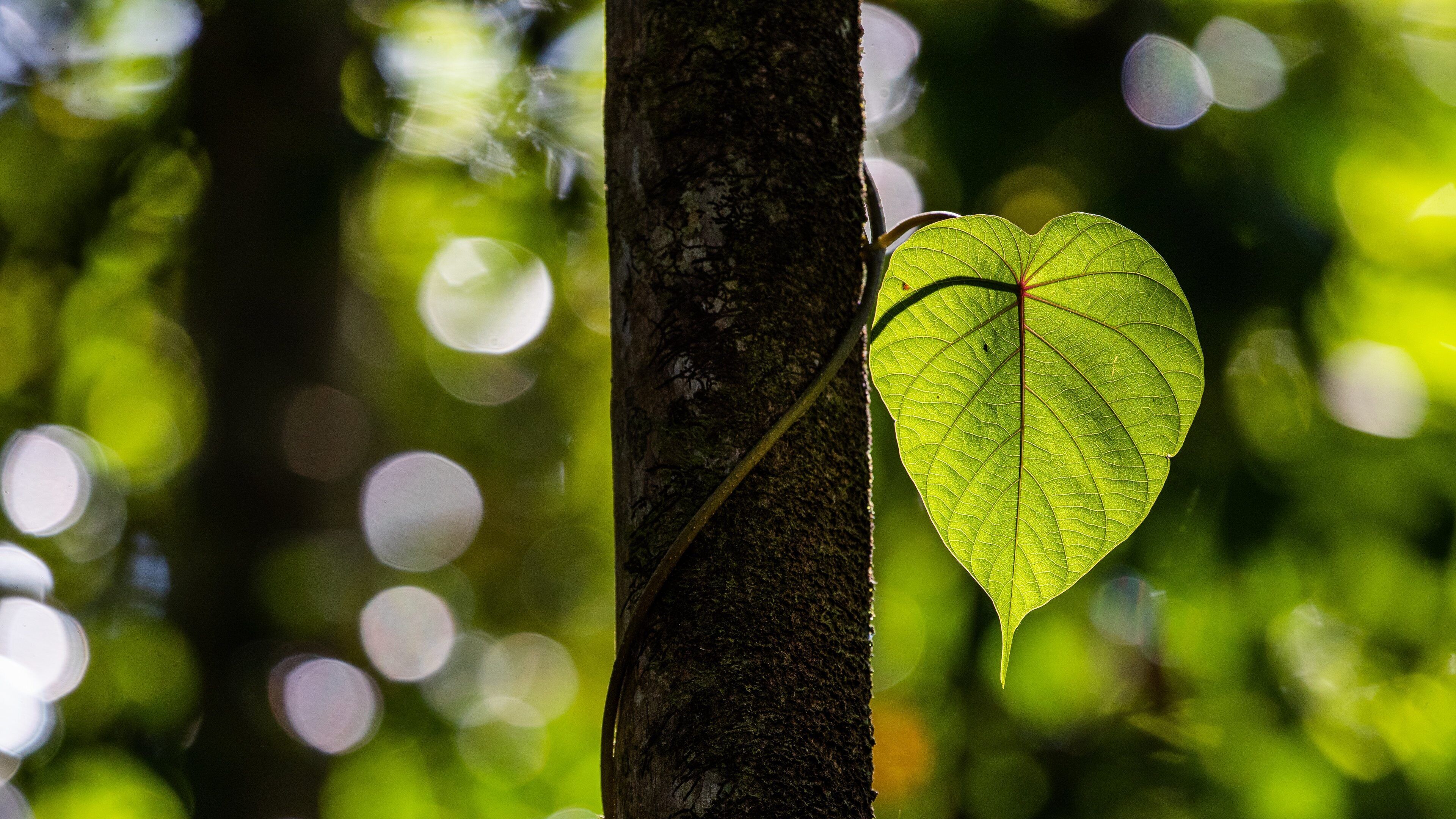Daintree - Cape Tribulation
