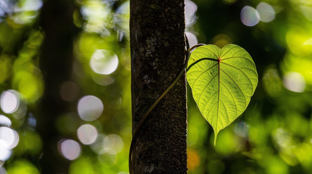 Daintree - Cape Tribulation