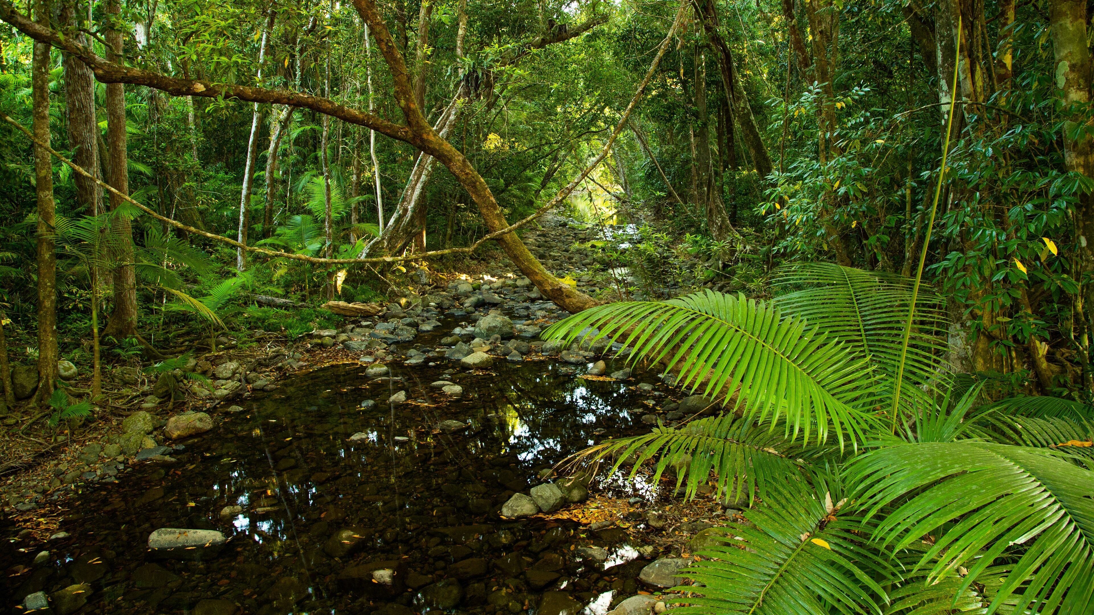 Daintree - Cape Tribulation