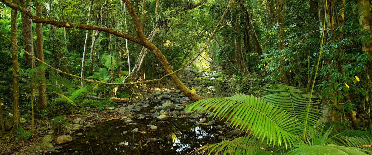 Daintree - Cape Tribulation