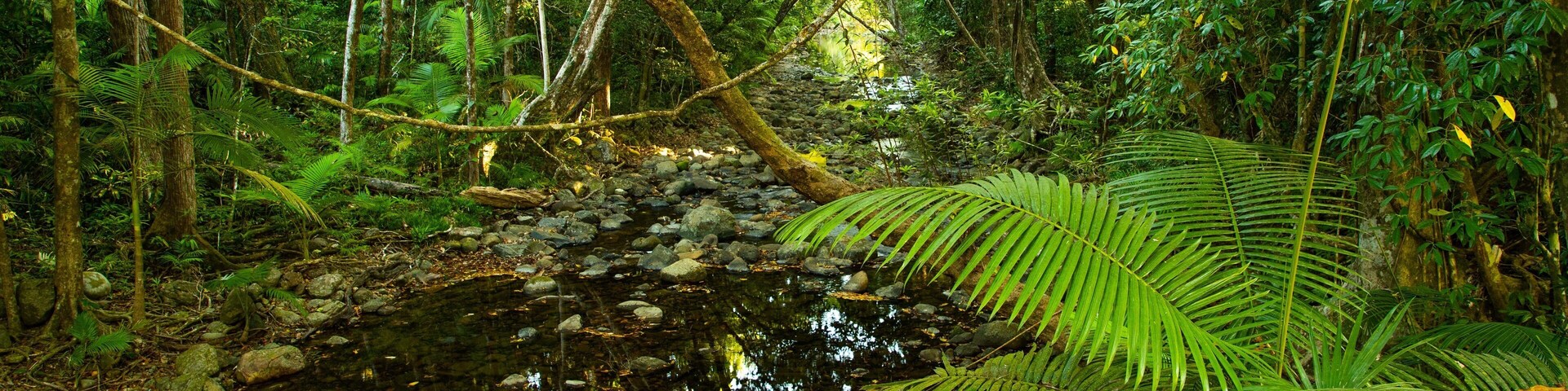 Daintree - Cape Tribulation
