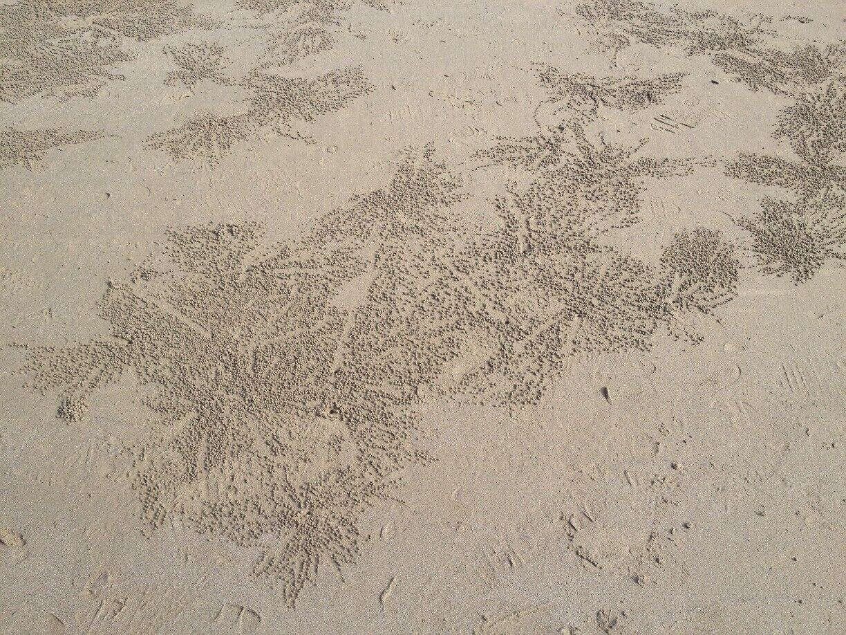 An example of the extent of the coverage of the beach by these little sand spheres.
#patterns