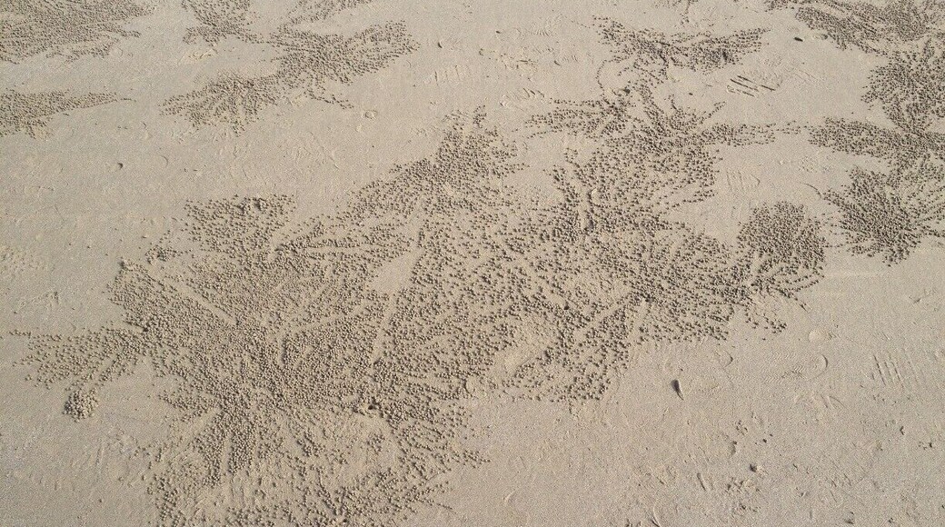 An example of the extent of the coverage of the beach by these little sand spheres.
#patterns