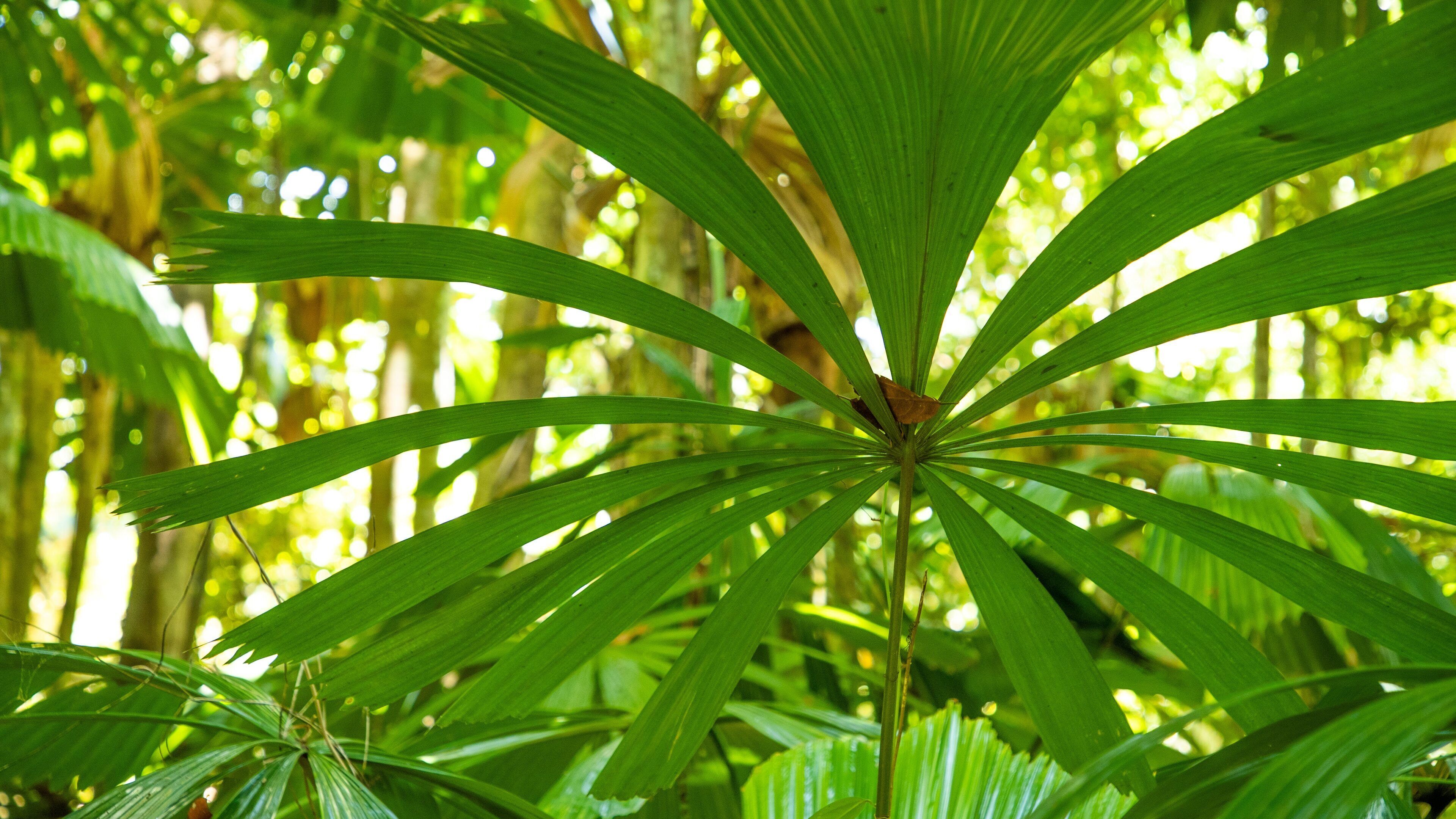 Cape Tribulation showing forest scenes