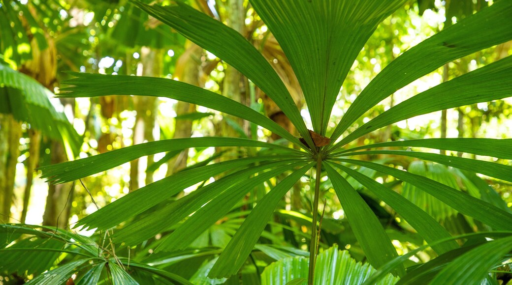 Cape Tribulation showing forest scenes