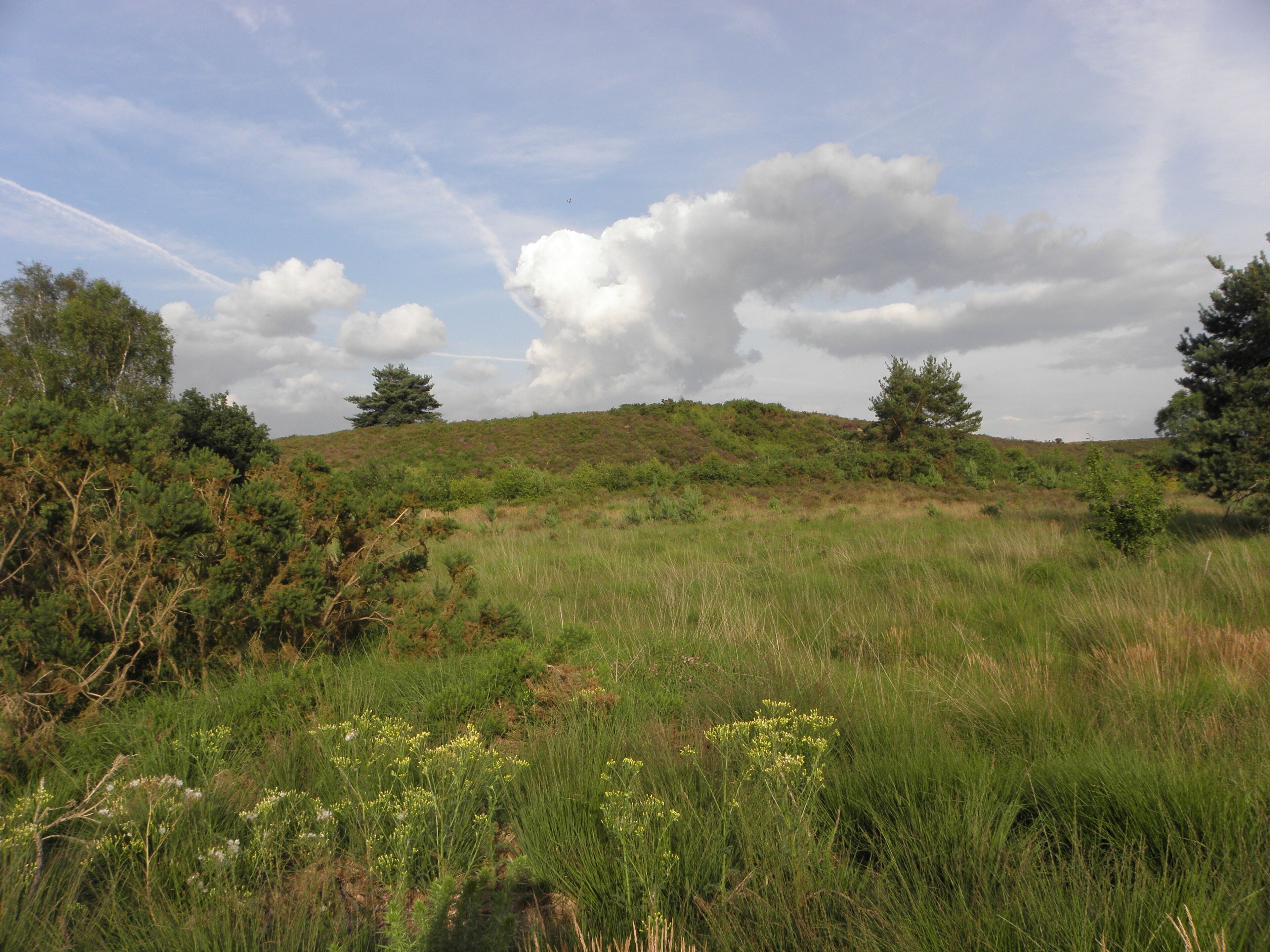 Chobham Common