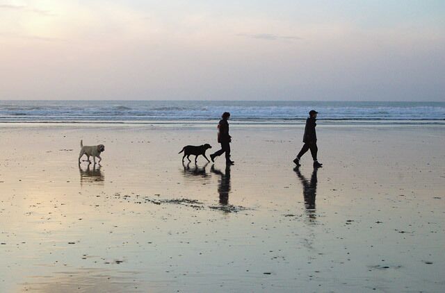 A beach with people and dogs walking along the shore.