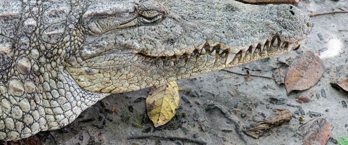 Ein Krokodil mit rauer, strukturierter Haut und scharfen Zähnen liegt auf einem mit trockenen Blättern und kleinen Ästen bedeckten Boden.