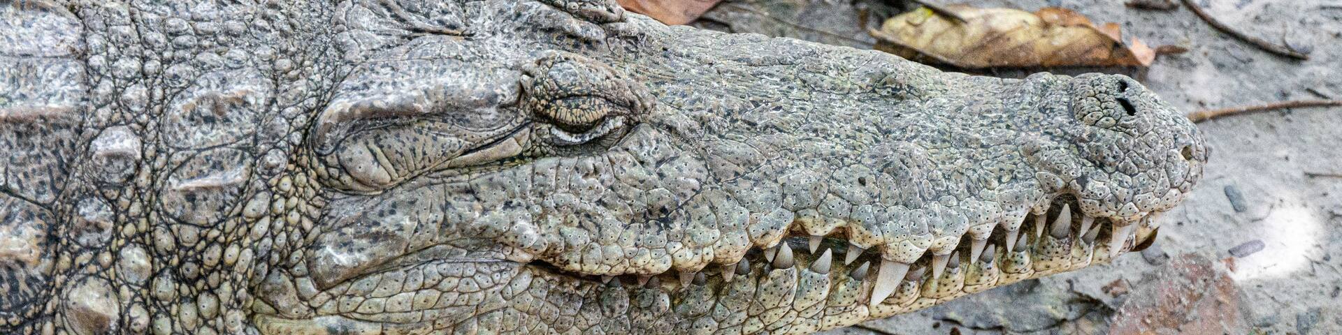 Crocodile at Kachikally Crocodile Pool in Bakau, Gambia