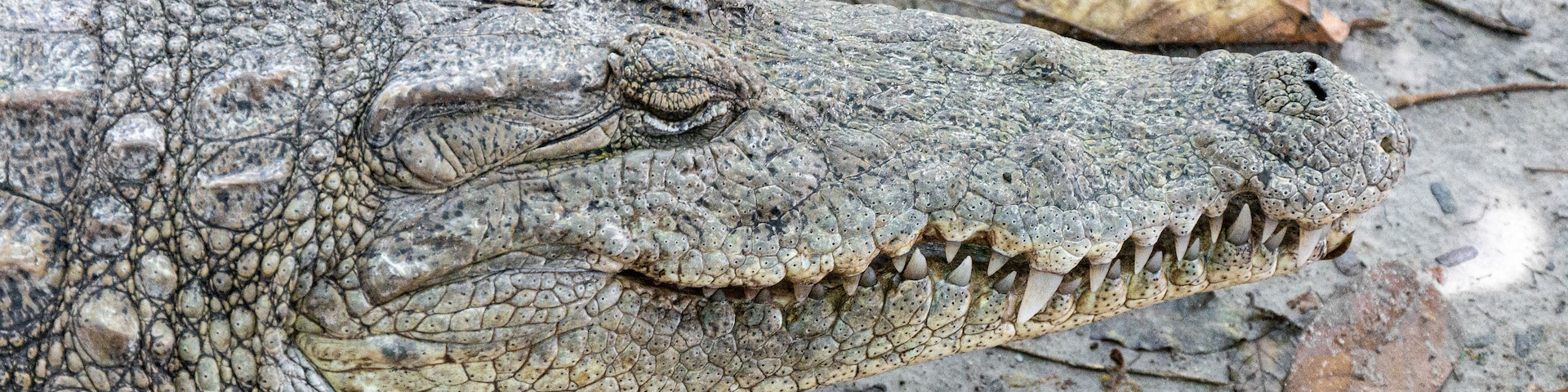 Un crocodile à la peau rugueuse et texturée, doté de dents acérées, allongé sur un sol recouvert de feuilles sèches et de petits débris.