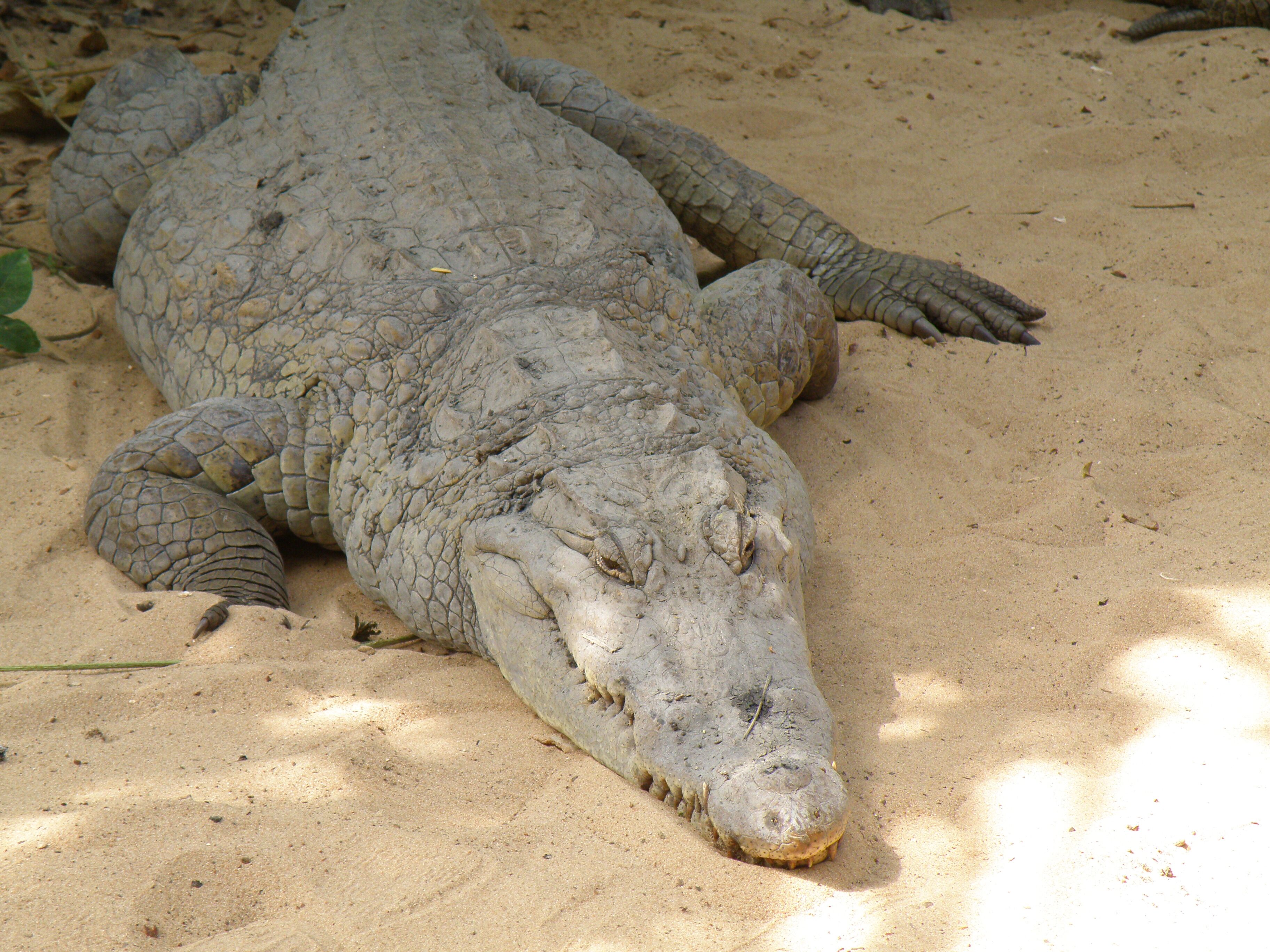Interesting to walk around and get very up close to the crocs!