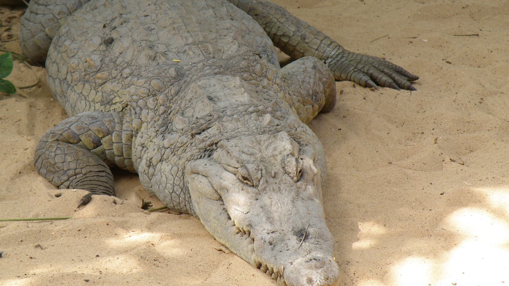 Interesting to walk around and get very up close to the crocs!