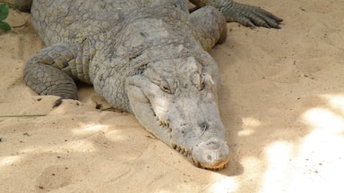 A large crocodile lying on sandy ground.