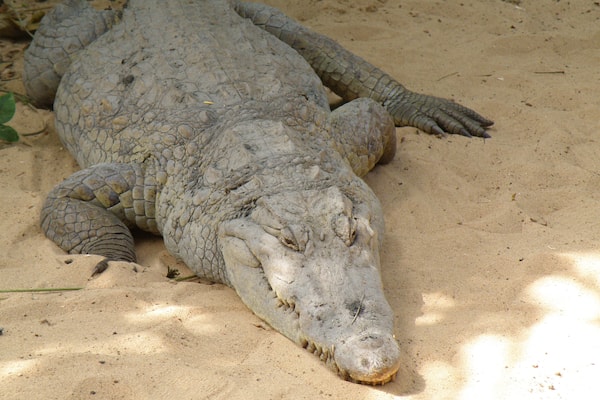 Interesting to walk around and get very up close to the crocs!