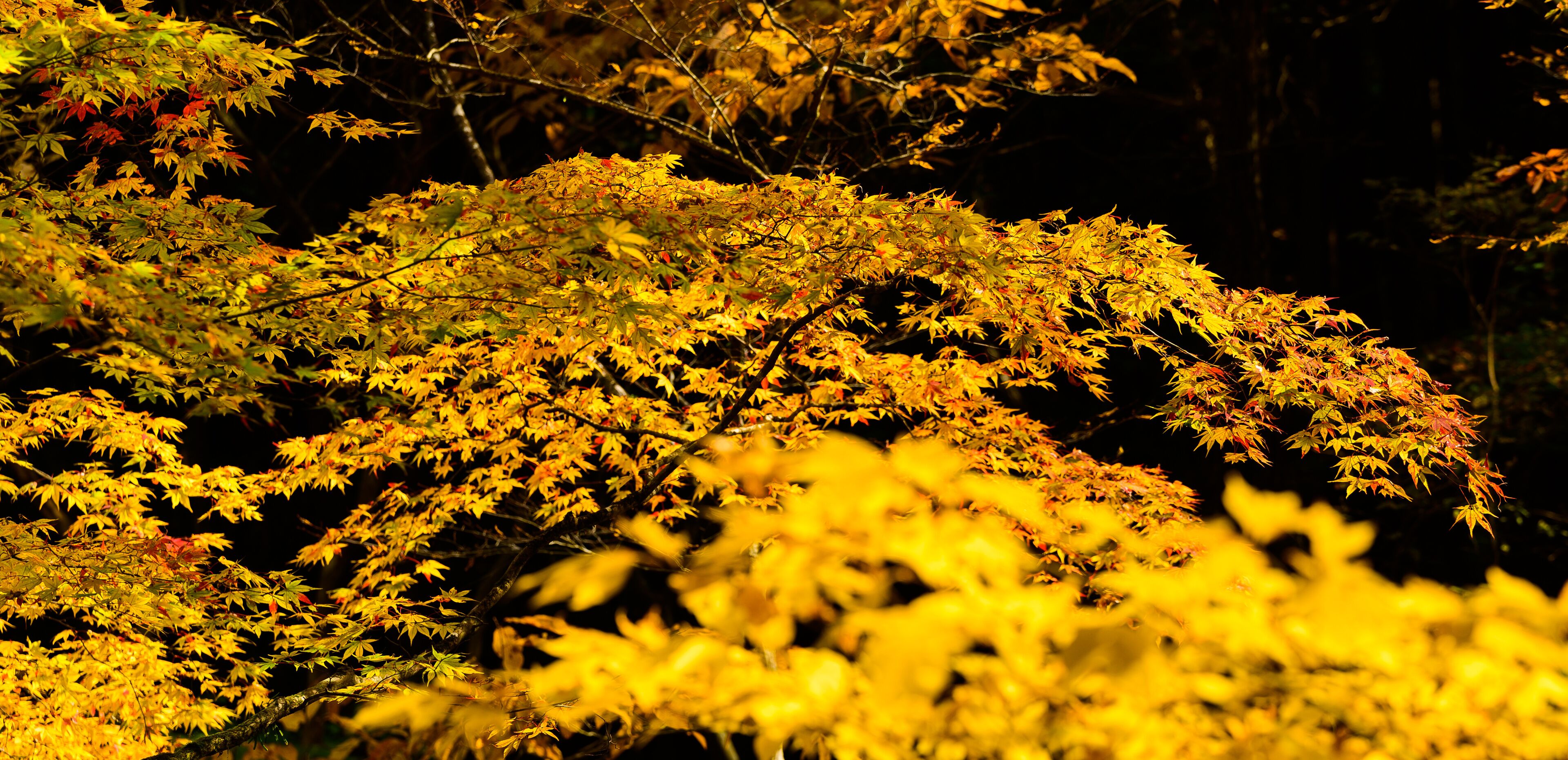美しい秋の自然紅葉風景
Beautiful autumn natural autumn leaves landscape
「観光名所菊池渓谷・菊池阿蘇スカイライン」
"Sightseeing spot Kikuchi Gorge / Kikuchi Aso Skyline"
日本(秋)2021年撮影
Taken in 2021 in Japan (Autumn)
九州・熊本県菊池市・阿蘇市