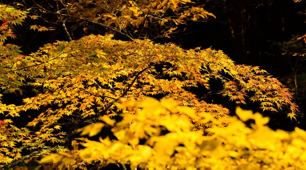 美しい秋の自然紅葉風景
Beautiful autumn natural autumn leaves landscape
「観光名所菊池渓谷・菊池阿蘇スカイライン」
"Sightseeing spot Kikuchi Gorge / Kikuchi Aso Skyline"
日本(秋)2021年撮影
Taken in 2021 in Japan (Autumn)
九州・熊本県菊池市・阿蘇市