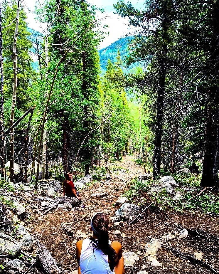 Un sendero boscoso para senderismo con terreno rocoso y árboles densos.