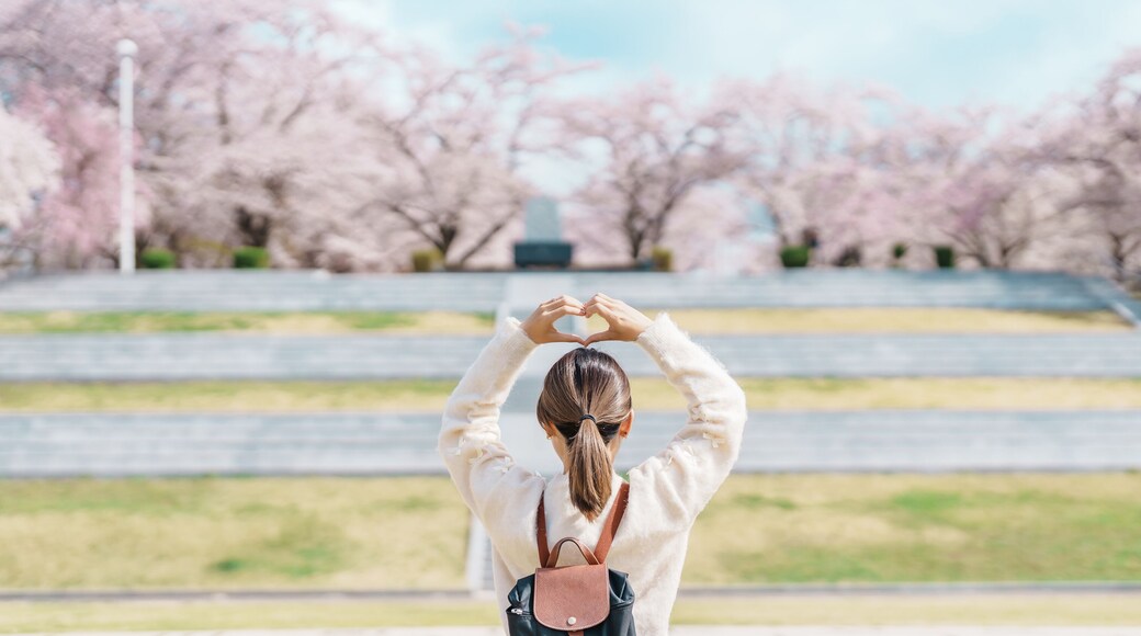 Woman tourist sightseeing Tendo Park or Maizuru Park with Sakura Cherry Blossom in Spring, happy traveler travel in Yamagata prefecture, Tohoku, Japan. famous Landmark for Travel and Vacation