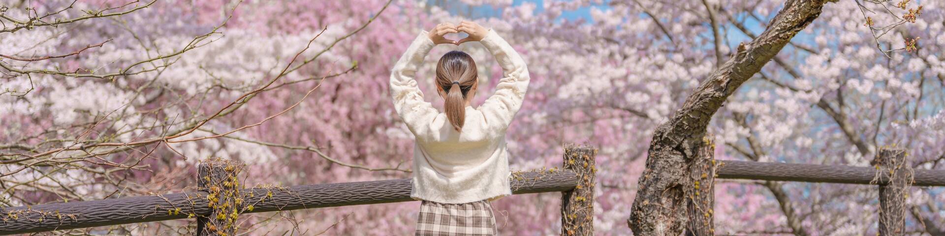 Woman tourist sightseeing Sakura Cherry Blossom in Spring, happy traveler travel in Tendo Park or Maizuru Park in Yamagata prefecture, Tohoku, Japan. famous Landmark for Travel and Vacation
