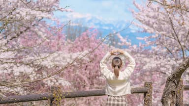 Woman tourist sightseeing Sakura Cherry Blossom in Spring, happy traveler travel in Tendo Park or Maizuru Park in Yamagata prefecture, Tohoku, Japan. famous Landmark for Travel and Vacation