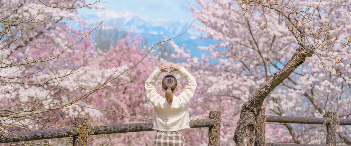 A person making a heart shape with their hands behind a wooden fence, surrounded by blooming cherry blossom trees.