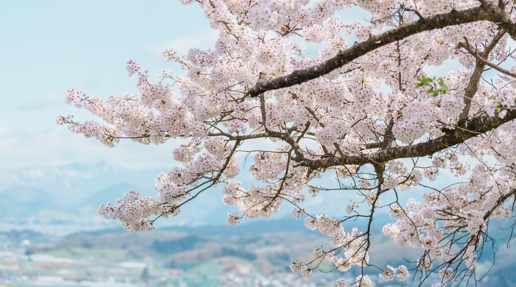 Sakura Cherry Blossom with snow mountain in Spring season, Tendo Park or Maizuru Park, landmark popular for tourist attractions in Yamagata prefecture, Tohoku, Japan