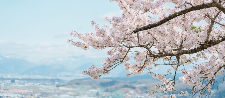Sakura Cherry Blossom with snow mountain in Spring season, Tendo Park or Maizuru Park, landmark popular for tourist attractions in Yamagata prefecture, Tohoku, Japan