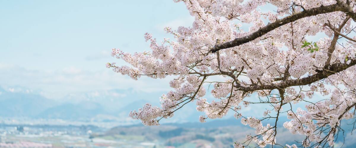 Sakura Cherry Blossom with snow mountain in Spring season, Tendo Park or Maizuru Park, landmark popular for tourist attractions in Yamagata prefecture, Tohoku, Japan