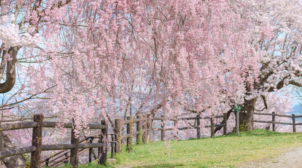 Shidarezakura Weeping Cherry blossom in Tendo Park or Maizuru Park in Spring season, landmark popular for tourist attractions in Yamagata prefecture, Tohoku, Japan