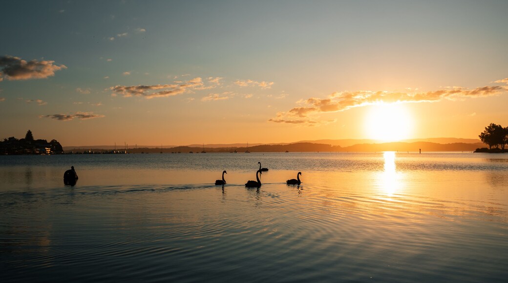 A sunset over a calm lake with swans and a distant shoreline.