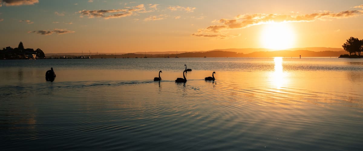 A sunset over a calm lake with swans and a distant shoreline.