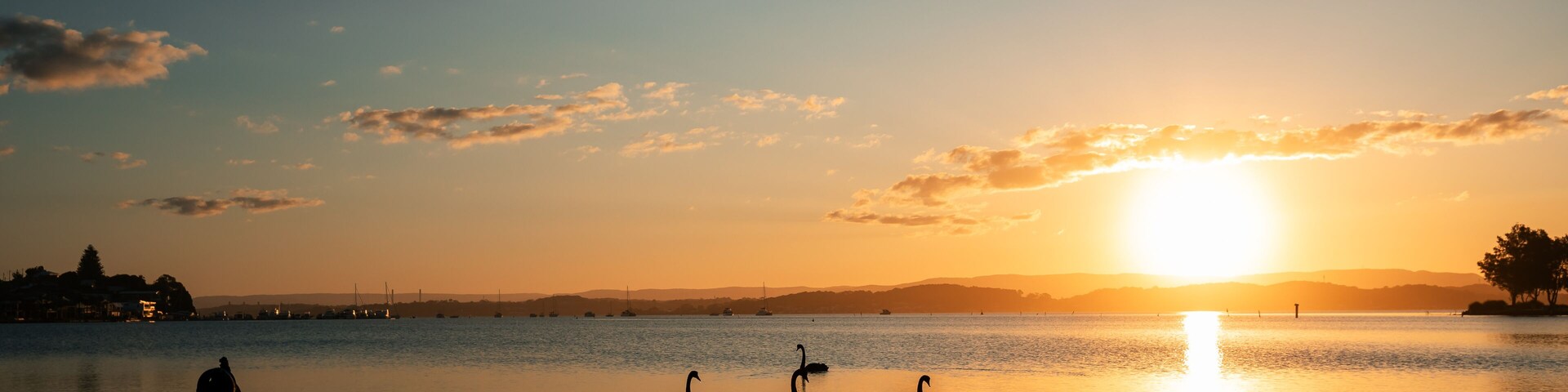 A sunset over a calm lake with swans and a distant shoreline.