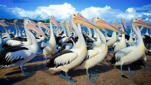 Central Coast which includes bird life