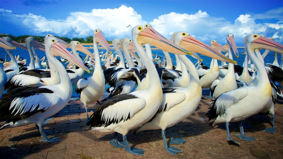 Central Coast showing bird life