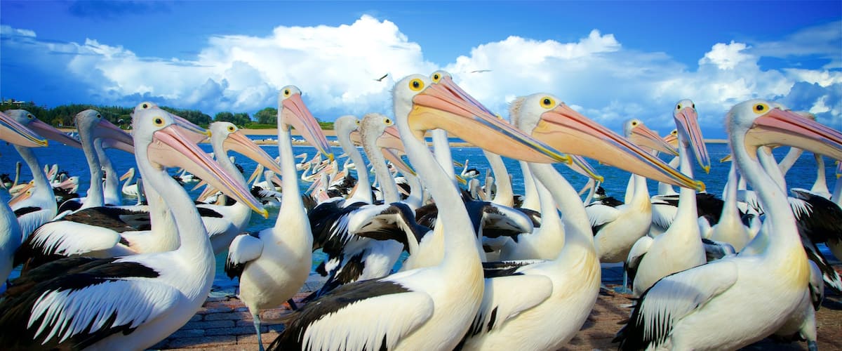 A large group of pelicans gathered on a waterfront.