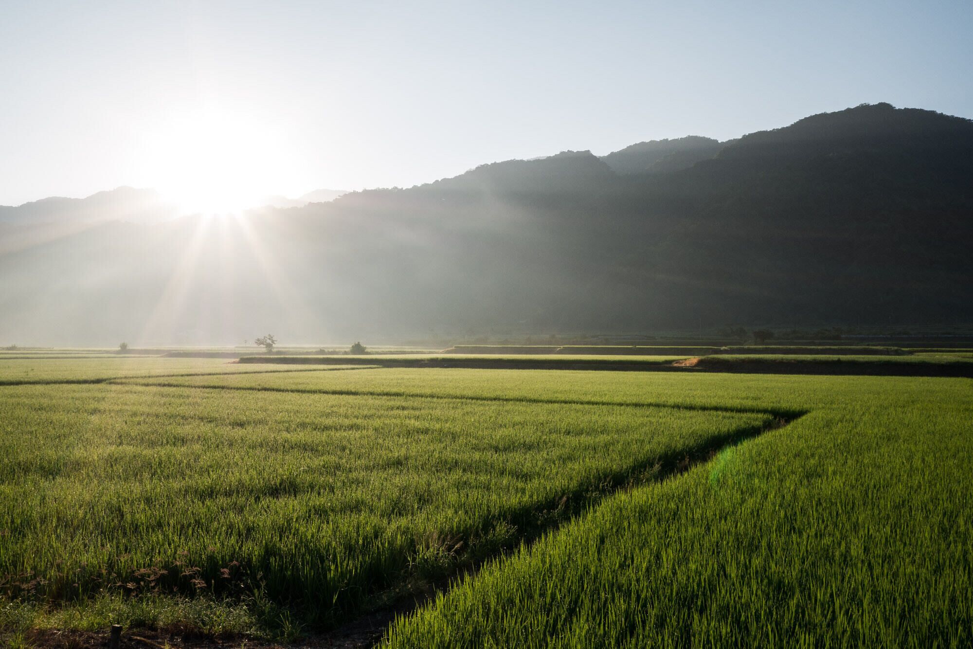 500px provided description: A gorgeous sunrise view in Yuli, Hualien. [#field ,#sunrise ,#Taiwan ,#Hualien ,#Yuli]