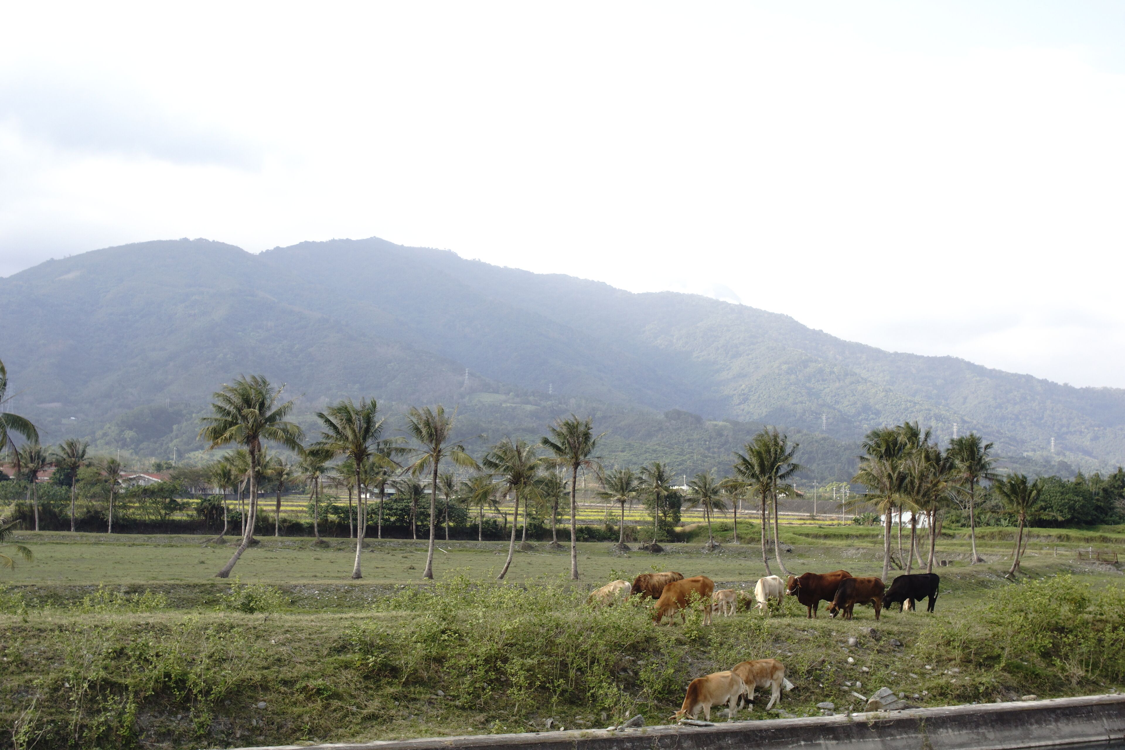 Cattle graze in Yuli.