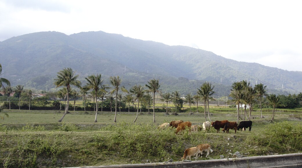 Cattle graze in Yuli.