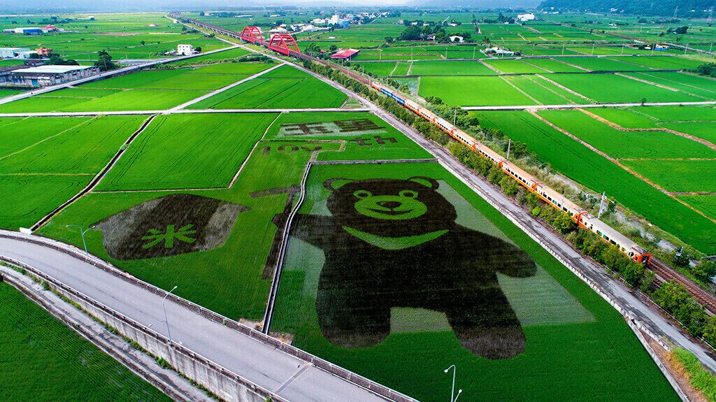 Taiwan black bear in paddy.
