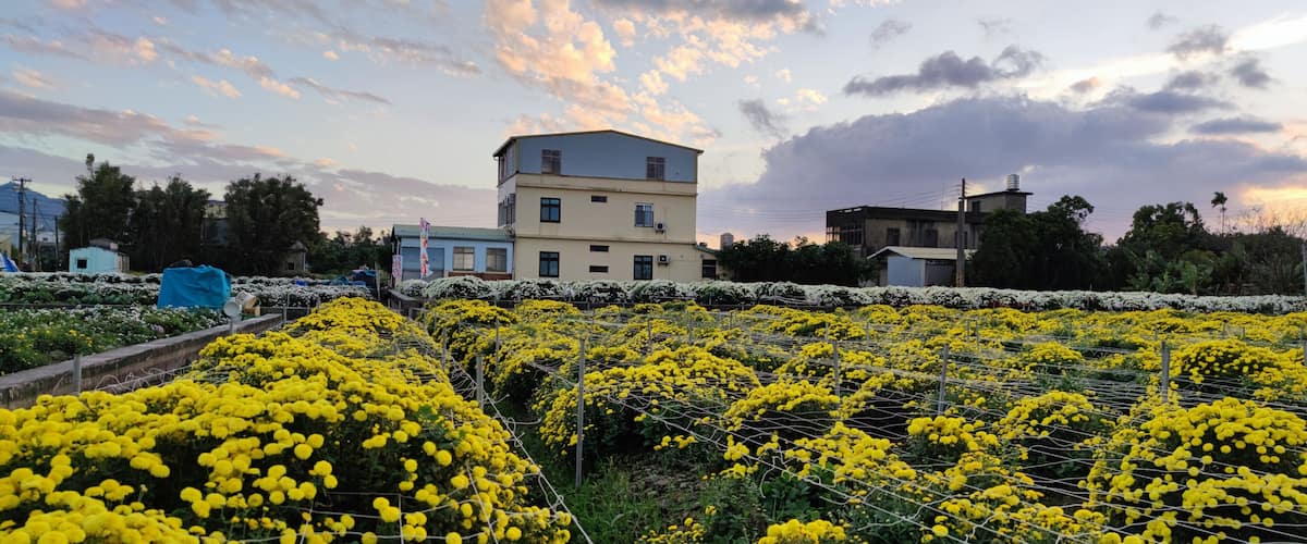 A field of yellow flowers with a building in the background.