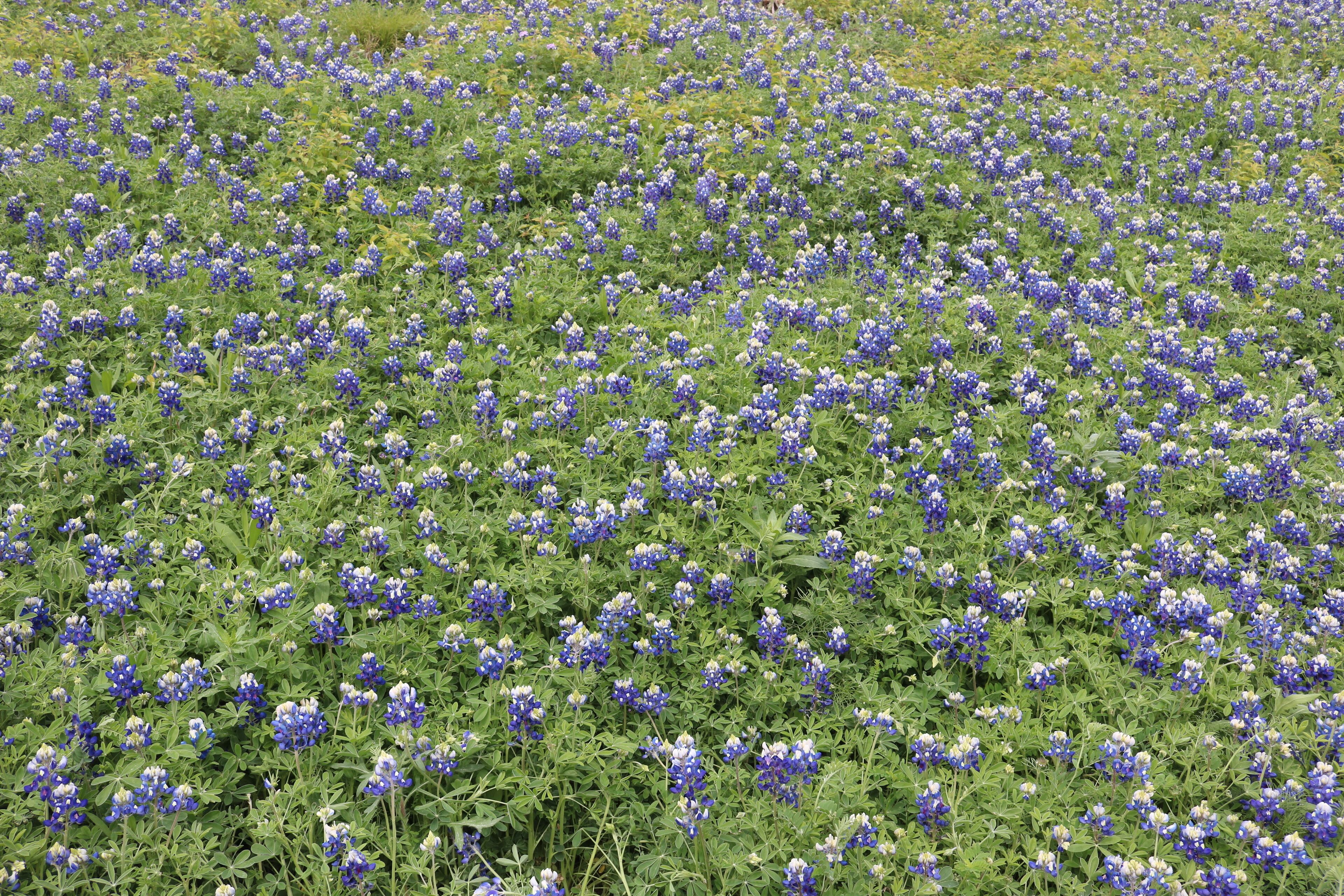 Field of blooming bluebonnets during spring in Texas