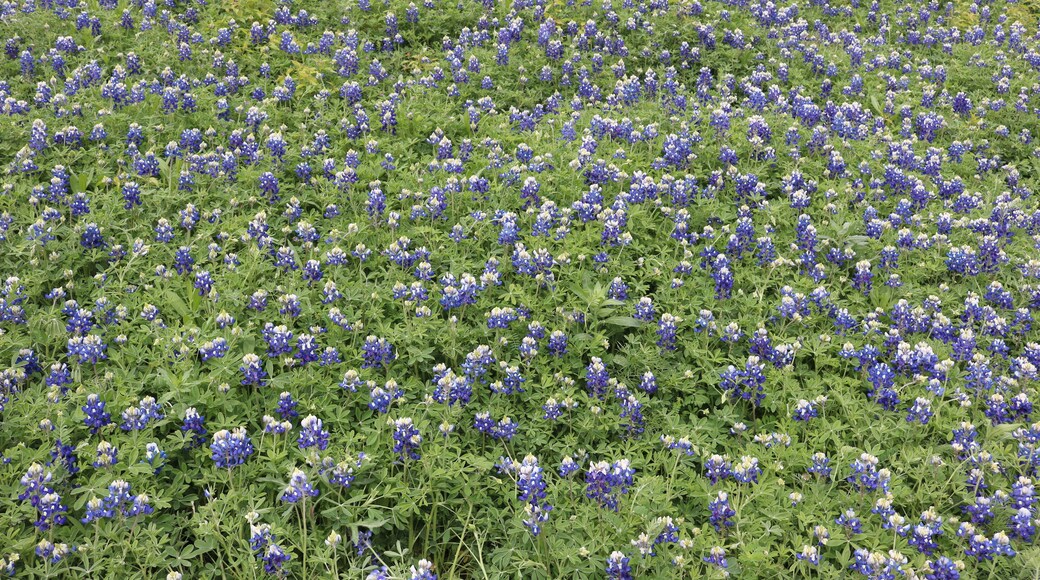 Field of blooming bluebonnets during spring in Texas