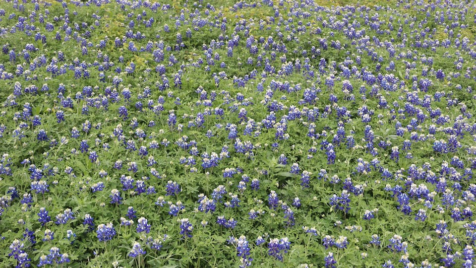 A field of bluebonnets.