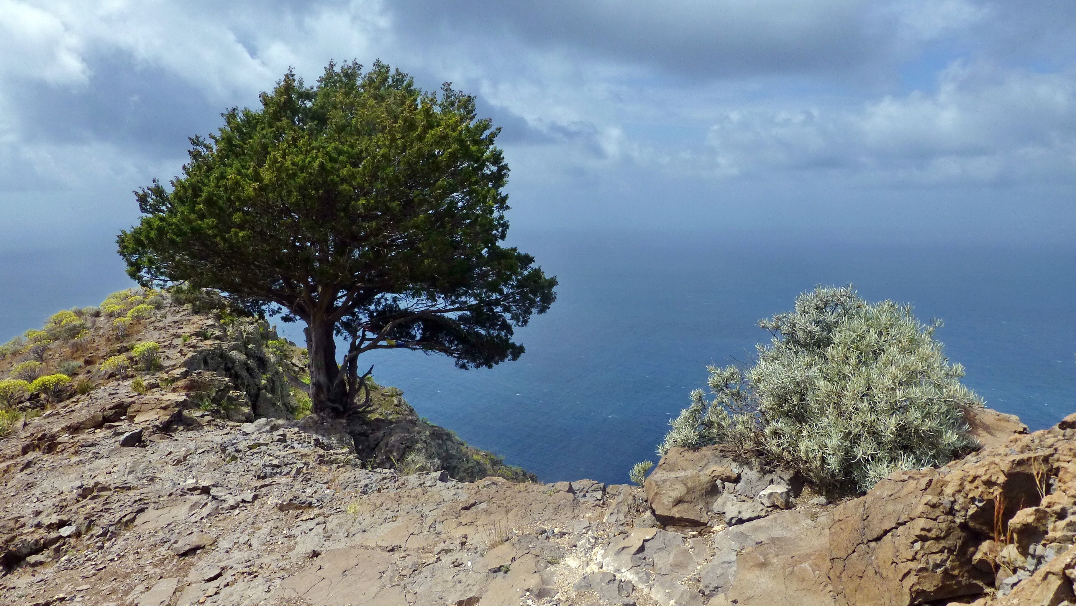 Biosphere Reserve La Gomera: Riscos de la Mérica (core area), Juniperus phoenicea (left side of the image) and Neochamaelea pulverulenta (right side of the image)