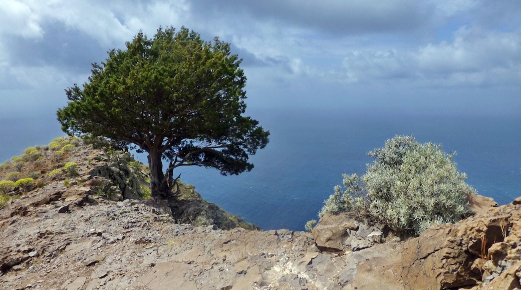 Biosphere Reserve La Gomera: Riscos de la Mérica (core area), Juniperus phoenicea (left side of the image) and Neochamaelea pulverulenta (right side of the image)