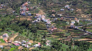 فيل جران ري